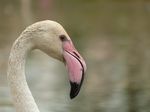 FZ029916 Greater flamingo (Phoenicopterus roseus).jpg